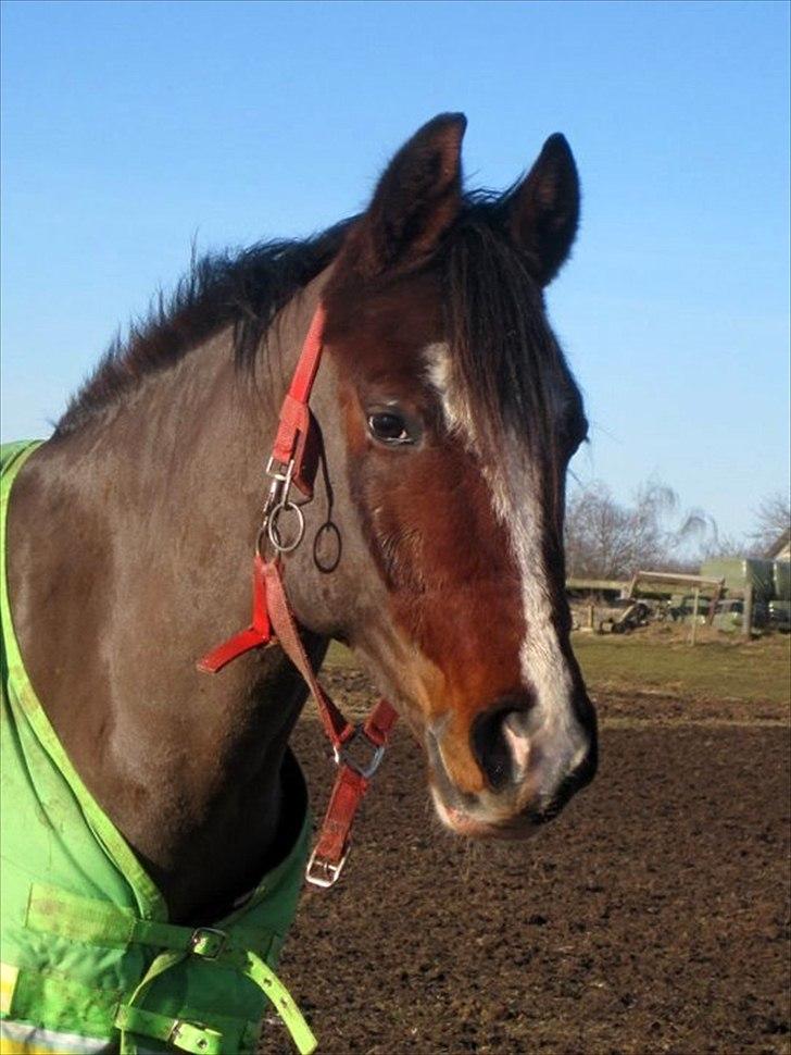 DSP Haahr's Kalahari* rider * - Sidste år... klovn :o) billede 20