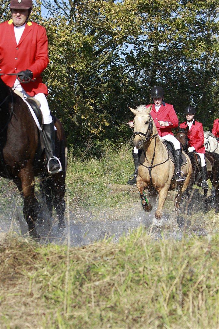 Palomino Klepholms Pegasos/Palle - gennem "magasin dammen" i farstrup til jagten.. billede 4