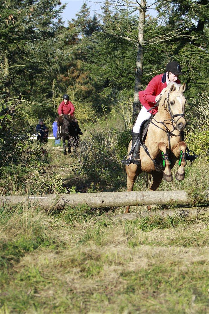 Palomino Klepholms Pegasos/Palle - Jagten i farstrup (efteråret 2011) billede 1