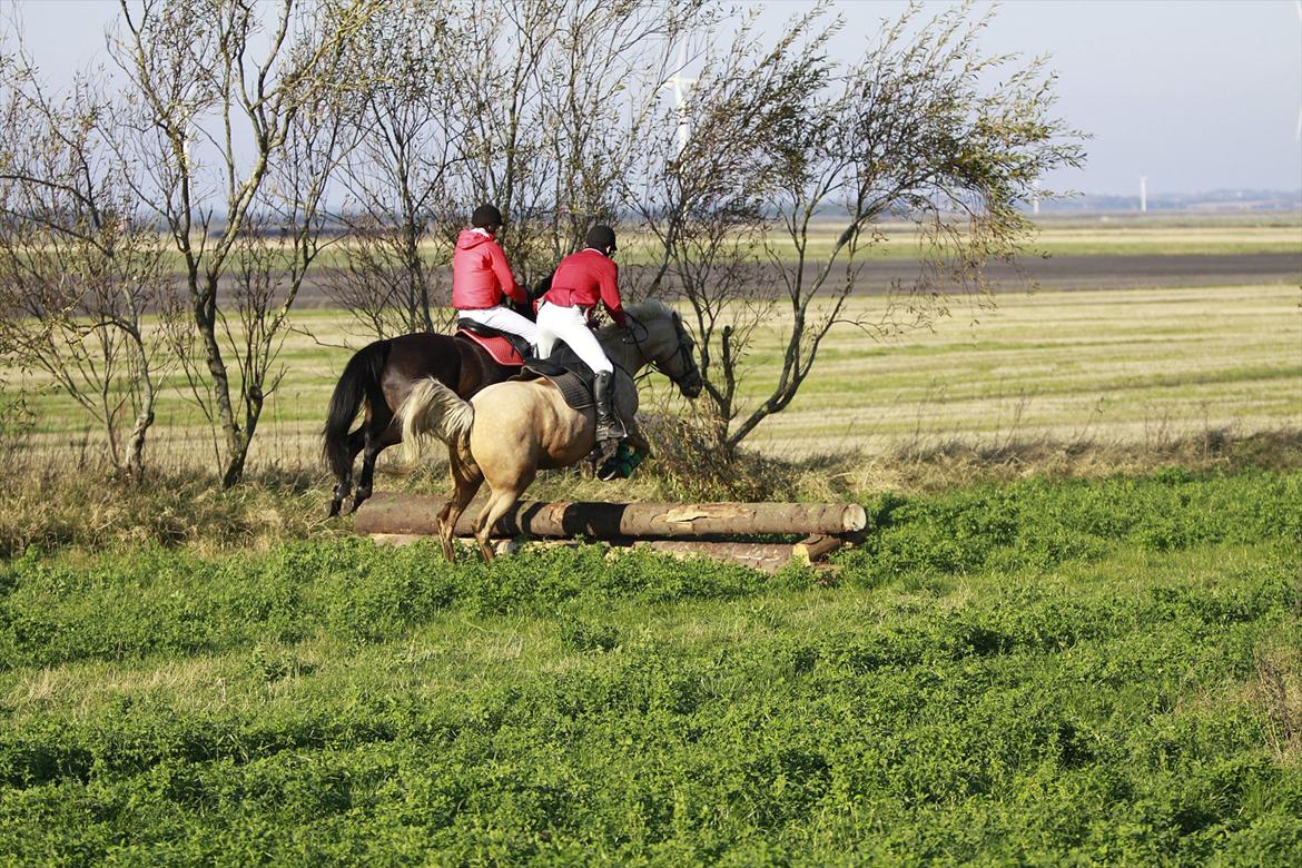 Palomino Klepholms Pegasos/Palle billede 7