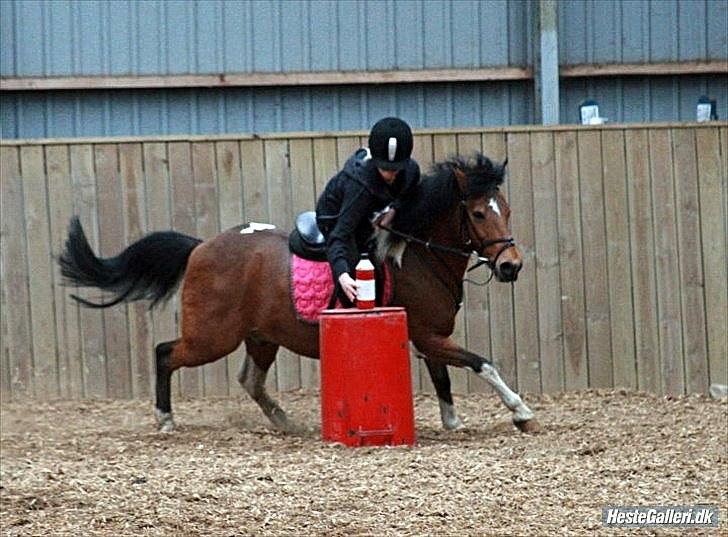 Anden særlig race Joachim Tidl. hest billede 16