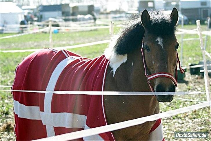 Anden særlig race Joachim Tidl. hest billede 5