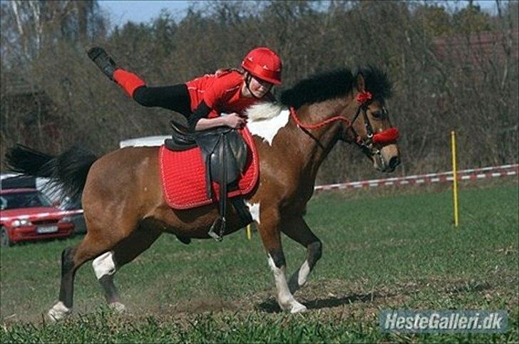 Anden særlig race Joachim Tidl. hest billede 17