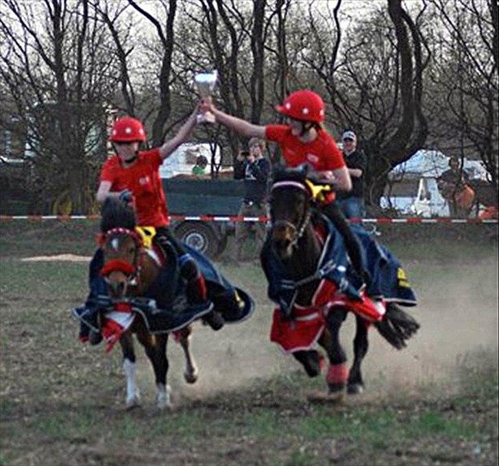 Anden særlig race Joachim Tidl. hest billede 12