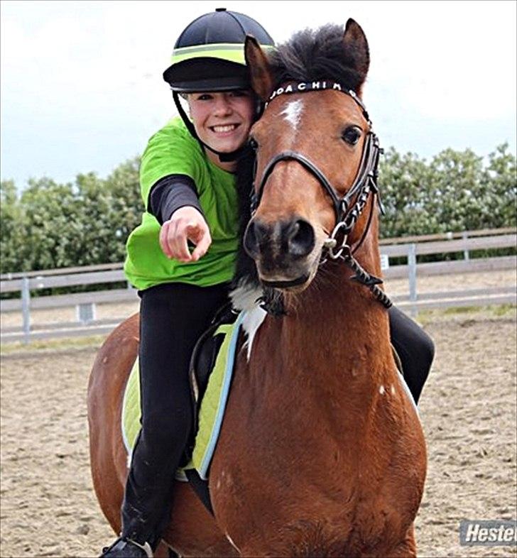 Anden særlig race Joachim Tidl. hest billede 3