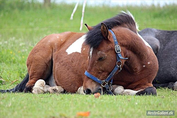 Anden særlig race Joachim Tidl. hest billede 8