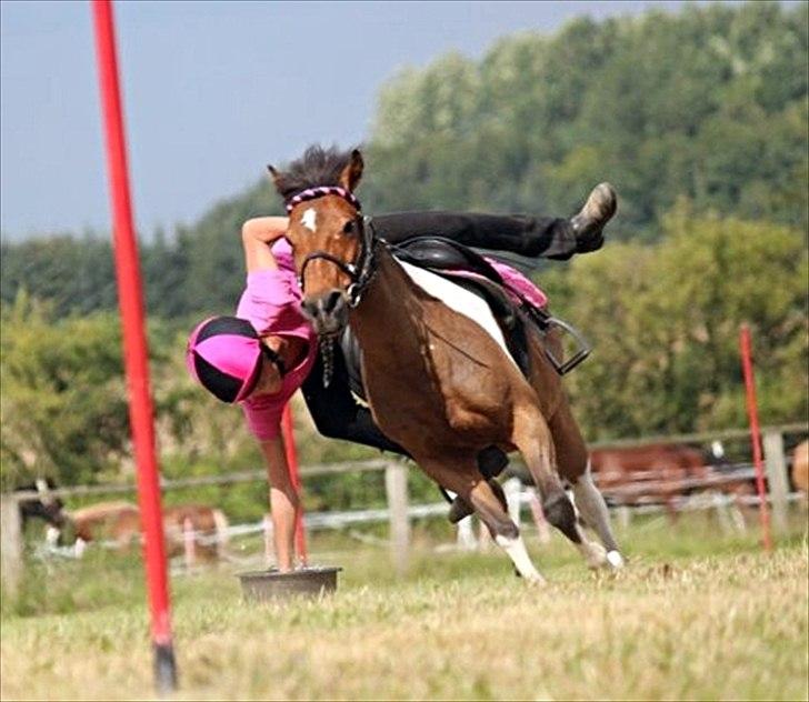 Anden særlig race Joachim Tidl. hest billede 9