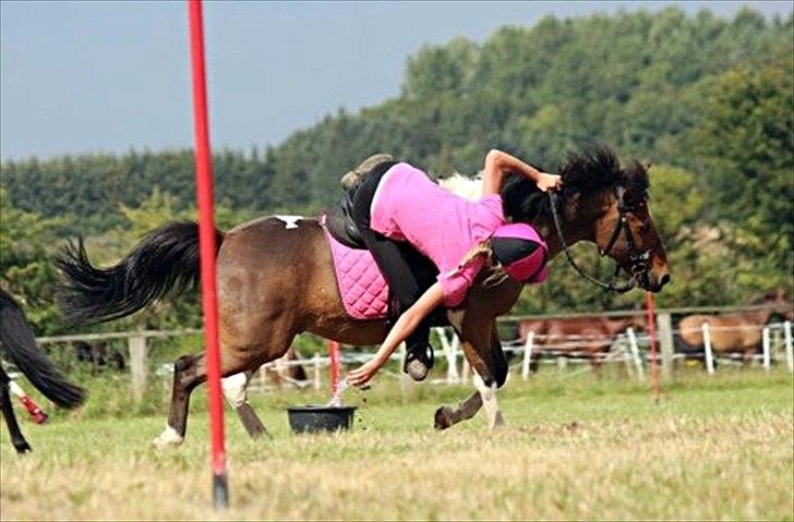 Anden særlig race Joachim Tidl. hest billede 6