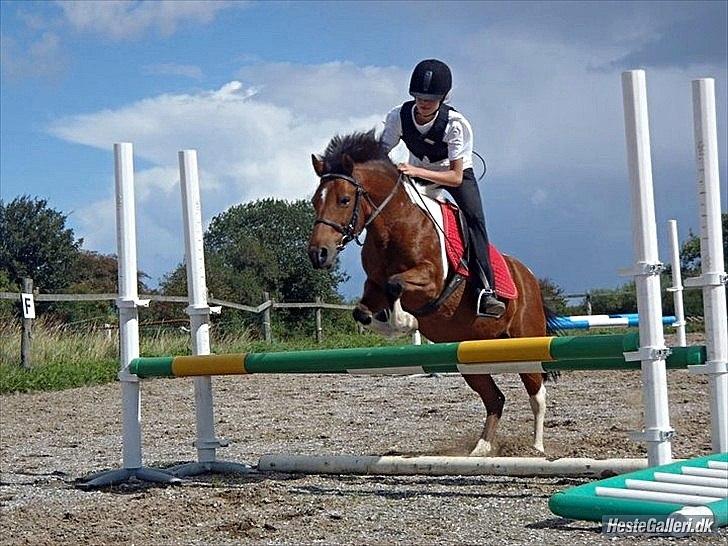 Anden særlig race Joachim Tidl. hest billede 14