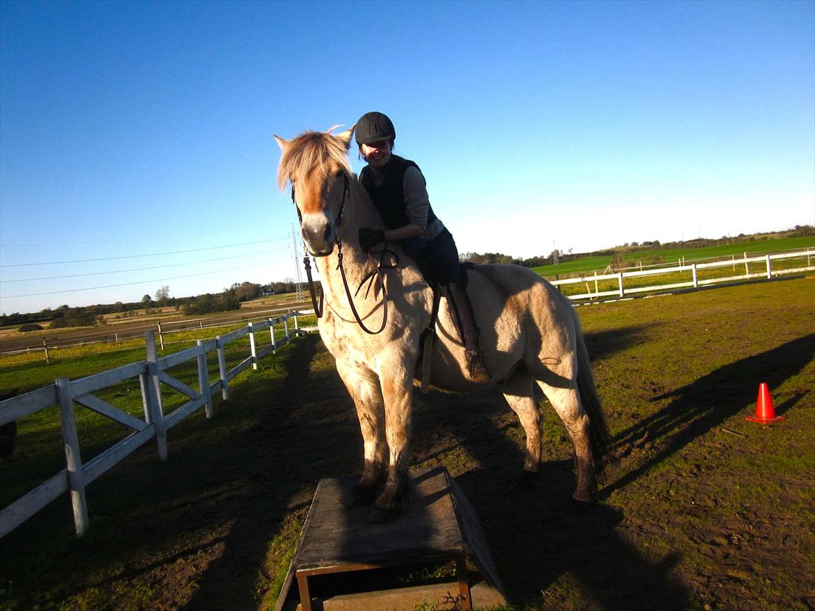 Fjordhest Legolas - På skammel  billede 5