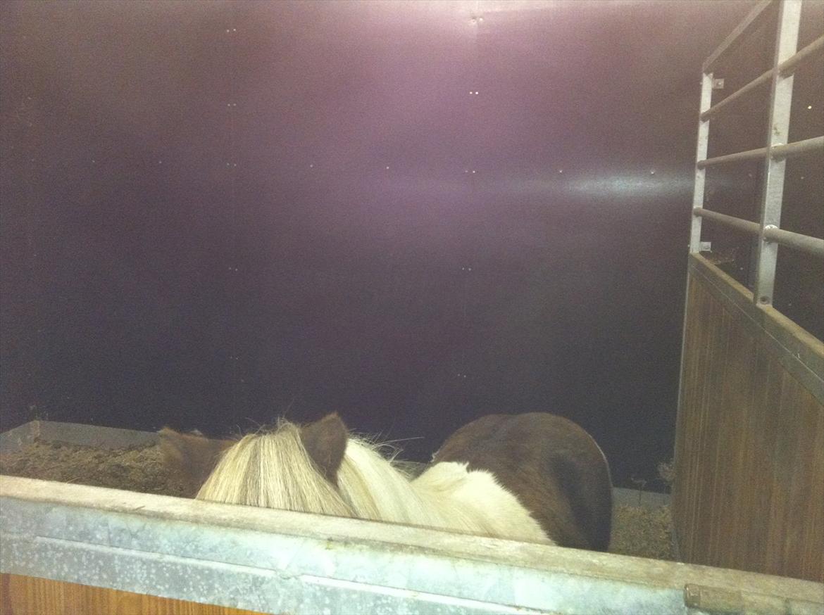 Anden særlig race Tøsen (Vænni) - Ja, hun er jo ikke så stor ;)  billede 9