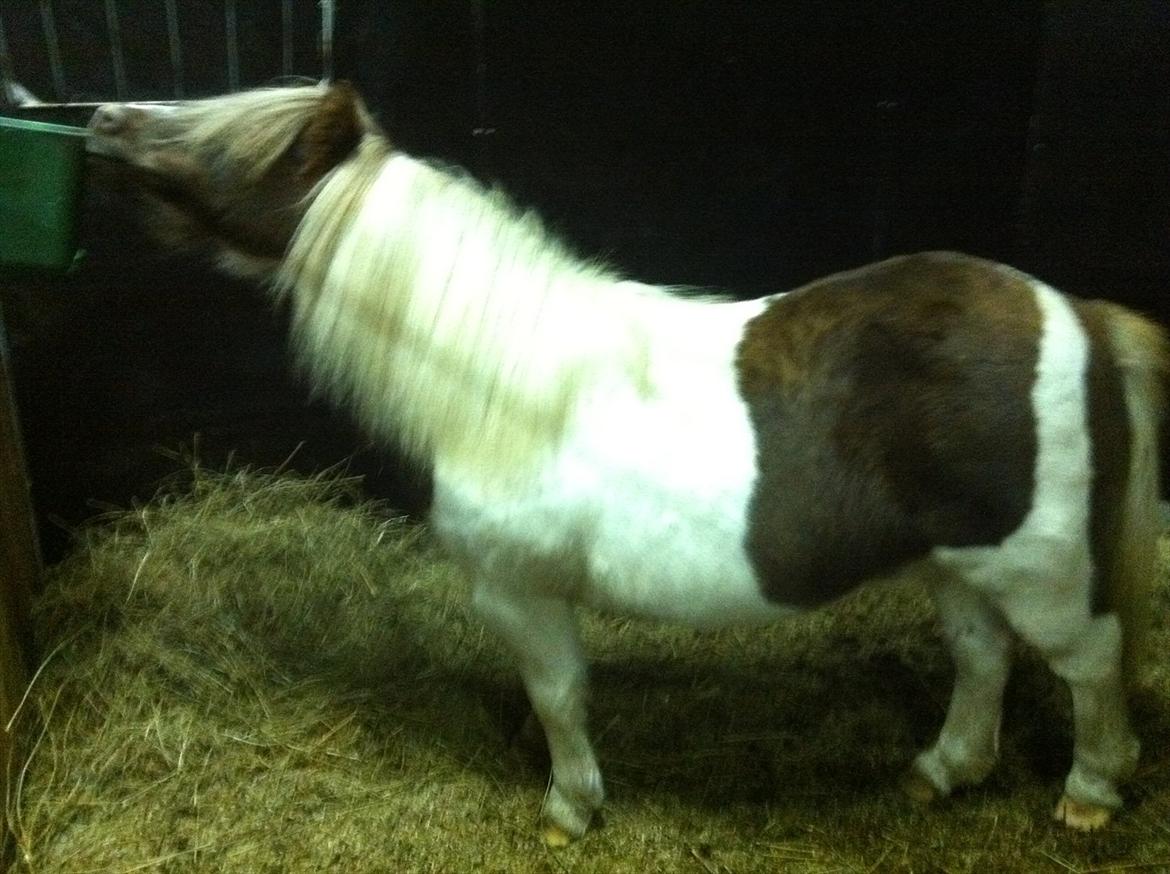 Anden særlig race Tøsen (Vænni) - Maden skal vidst også sættes lidt ned ;) billede 10