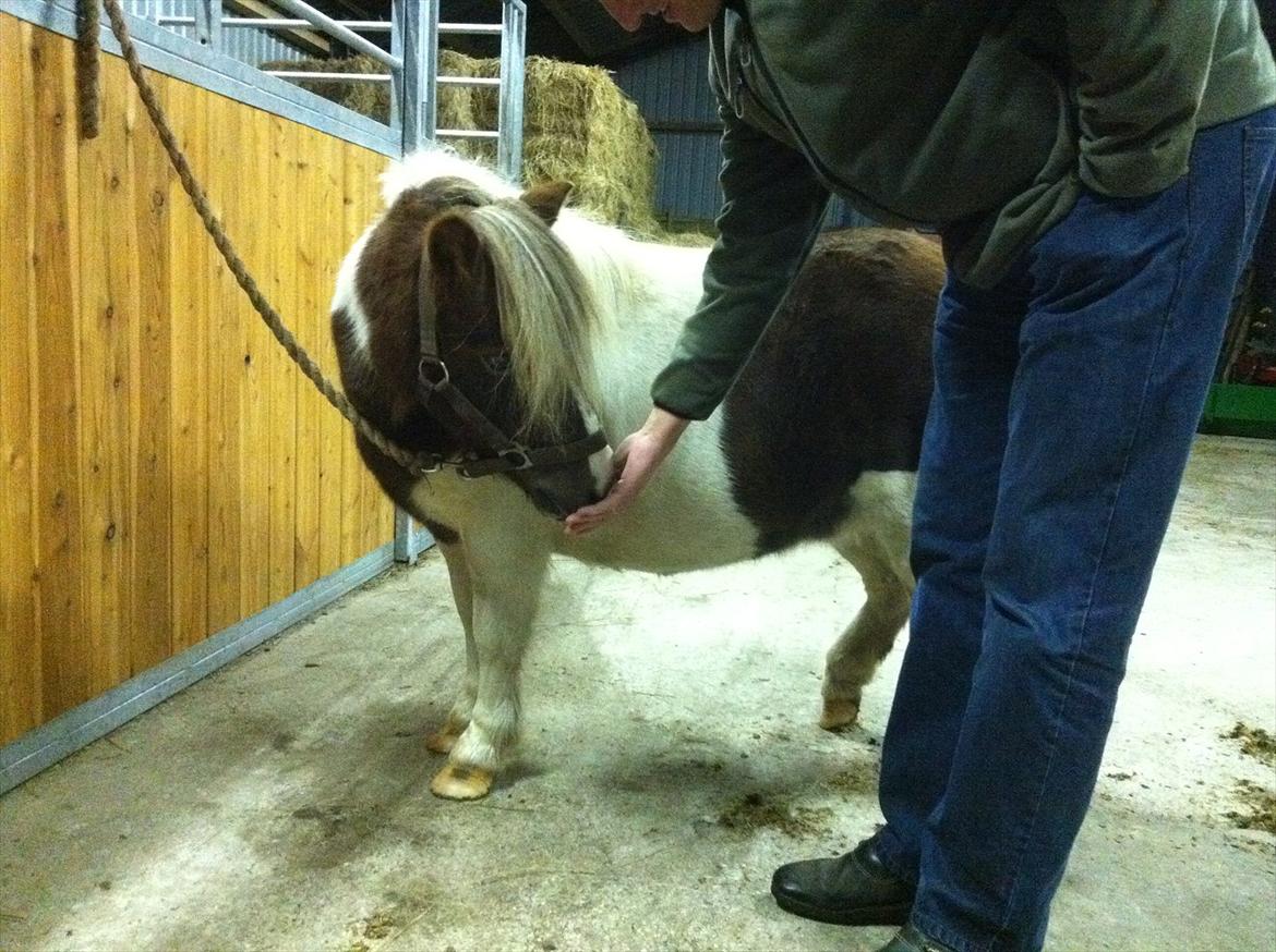 Anden særlig race Tøsen (Vænni) - Siger lige "hej" til far :) billede 11