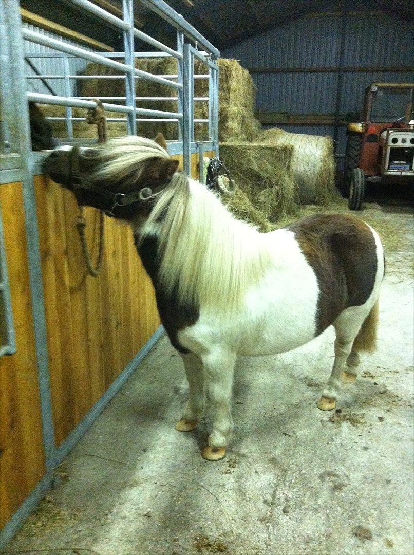 Anden særlig race Tøsen (Vænni) - Mysser til Rose :* billede 12