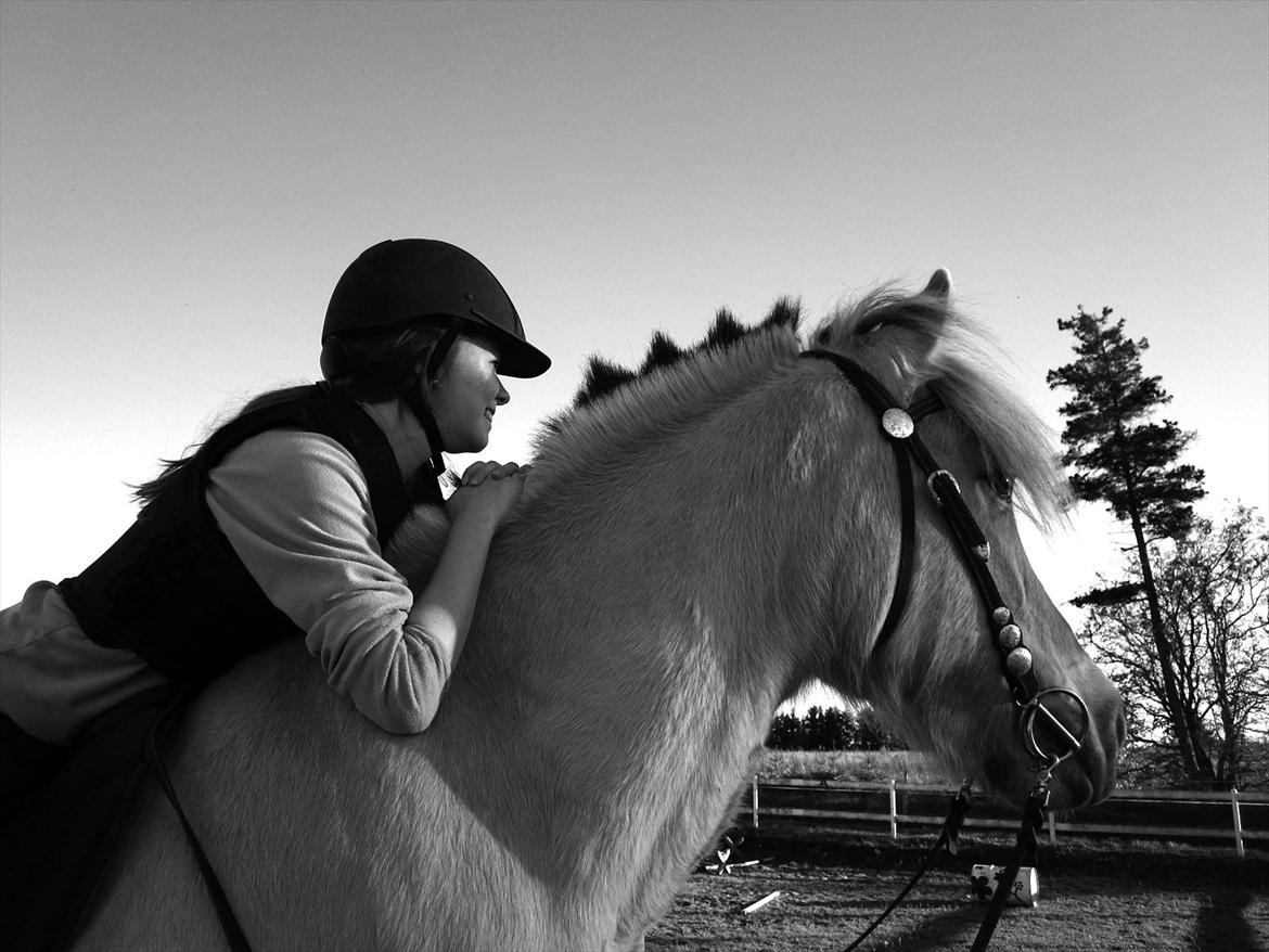 Fjordhest Legolas billede 1