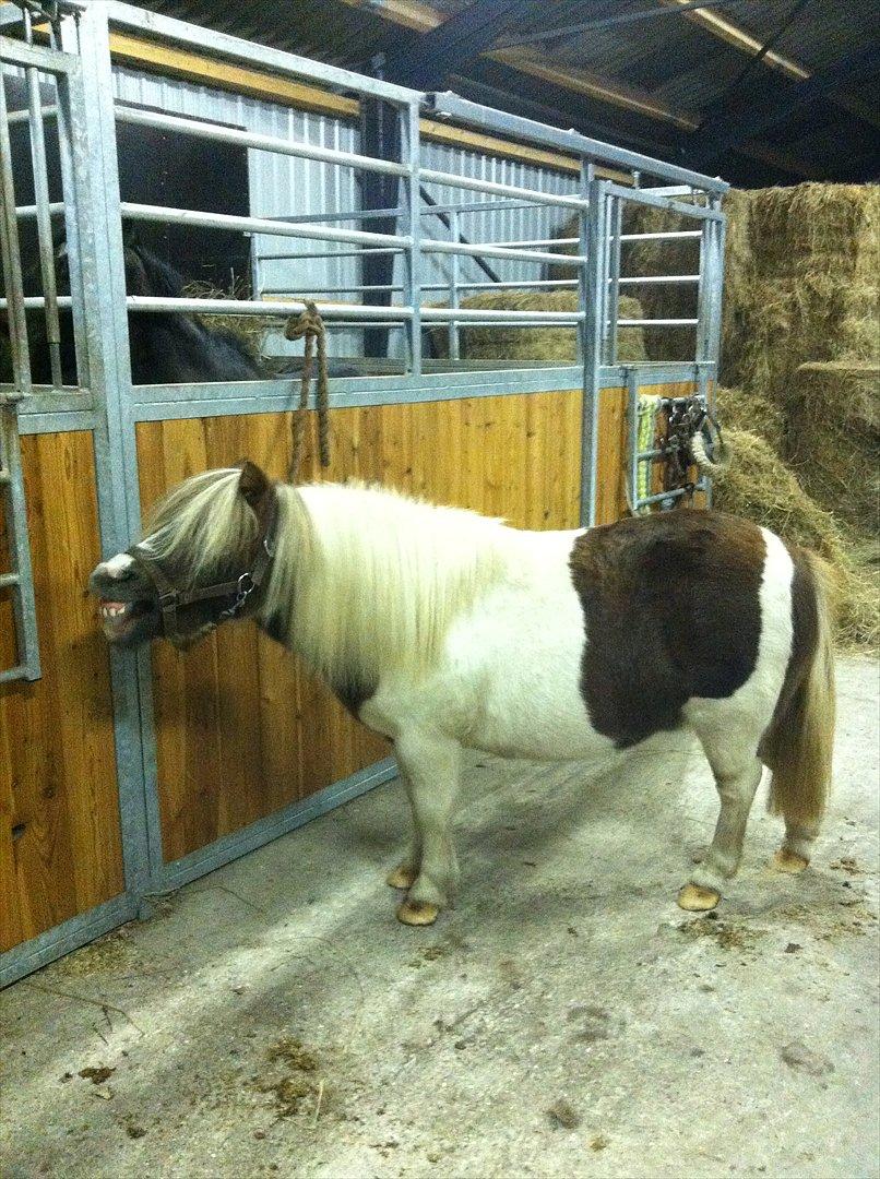 Anden særlig race Tøsen (Vænni) - Godnaaaaaat! :O billede 13