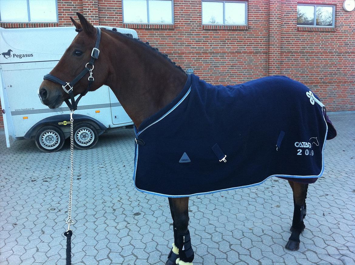 New Forest Kantje's Thierry B-pony RIP billede 10