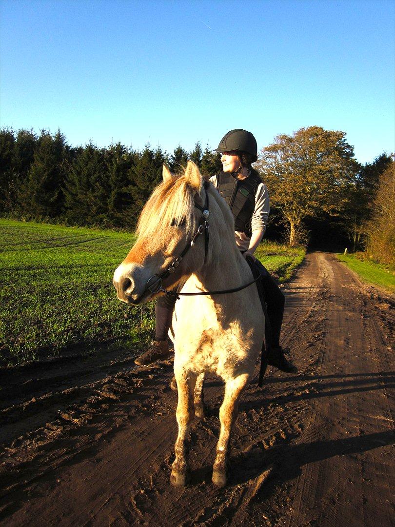 Fjordhest Legolas - Kigger mod solnedgangen  billede 8