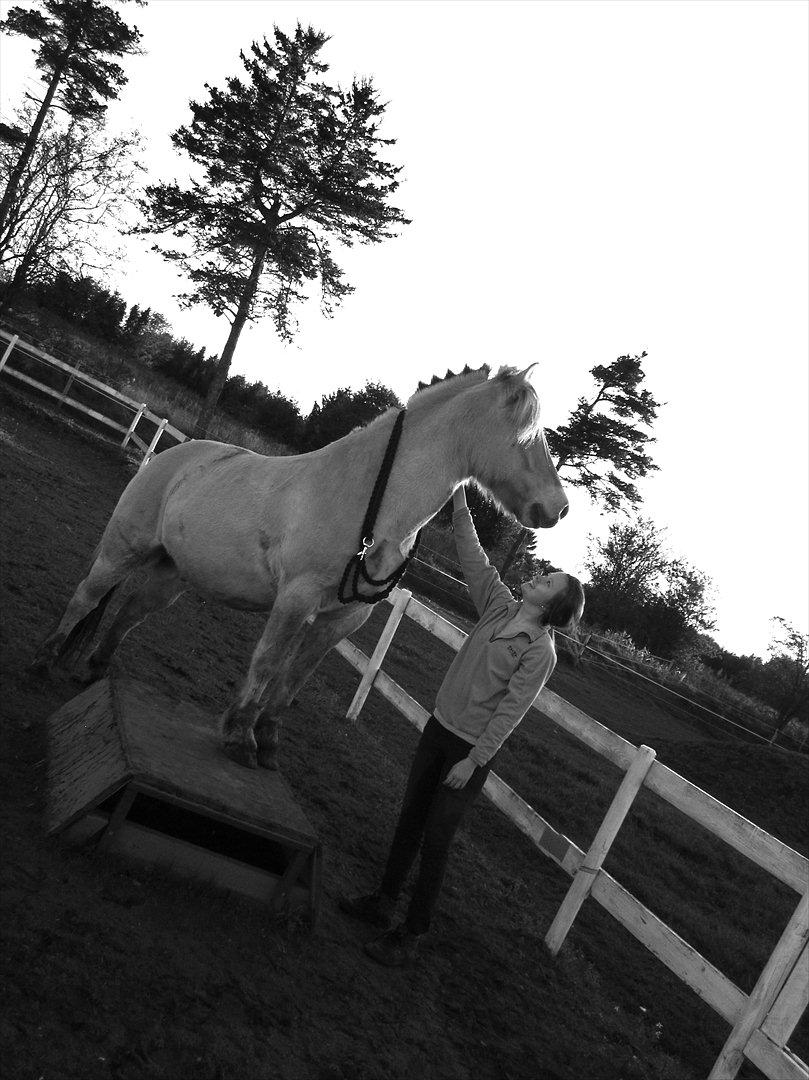 Fjordhest Legolas - På skammel uden rytter  billede 9