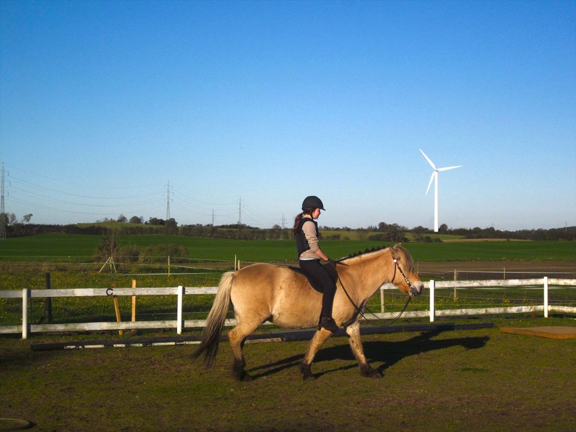 Fjordhest Legolas billede 10