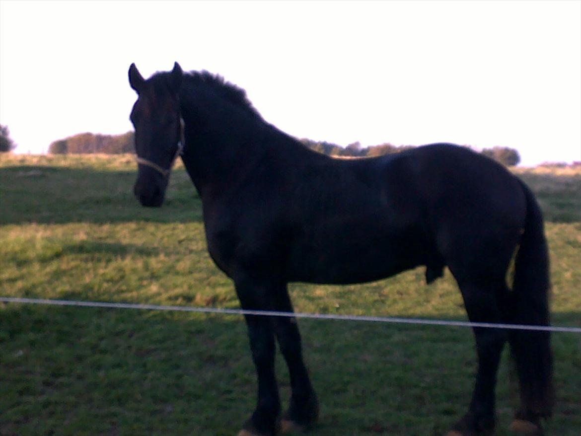 Frieser Quinzi - En sommerdag 2010  billede 19