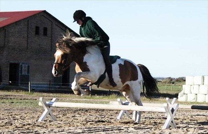 Anden særlig race Tristan - Springning uden sadel d. 13/10 - 2011..

Foto: Lærke :D billede 16