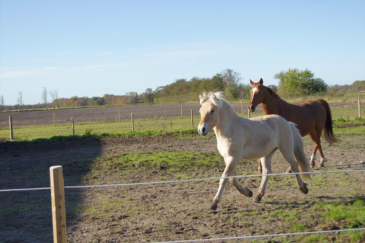 Fjordhest Hyllesteds ballade - Tager li en løbetur med tøserne billede 4