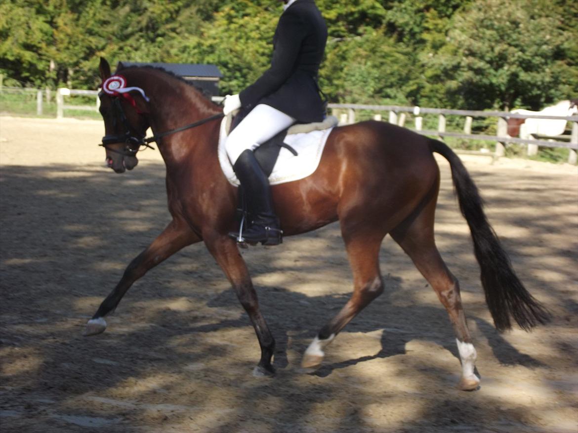 DSP Tovdal´s Alcapone - LB2 - 67,6 % - 1.  plads :D 
 billede 12