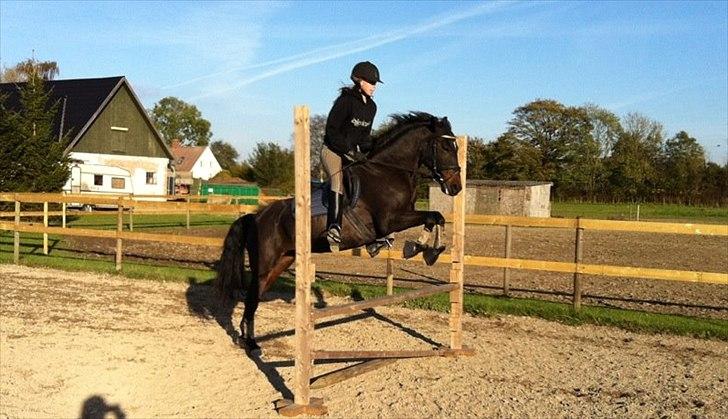 Anden særlig race Natasja (Tusja) - 15.10.11 - Min lille springpony :-) billede 3