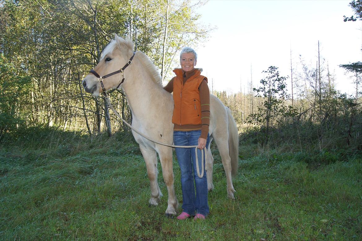 Fjordhest Hyllesteds ballade - Så stolt billede 5