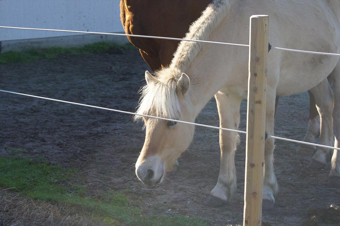 Fjordhest Hyllesteds ballade - Nysgerrig billede 6