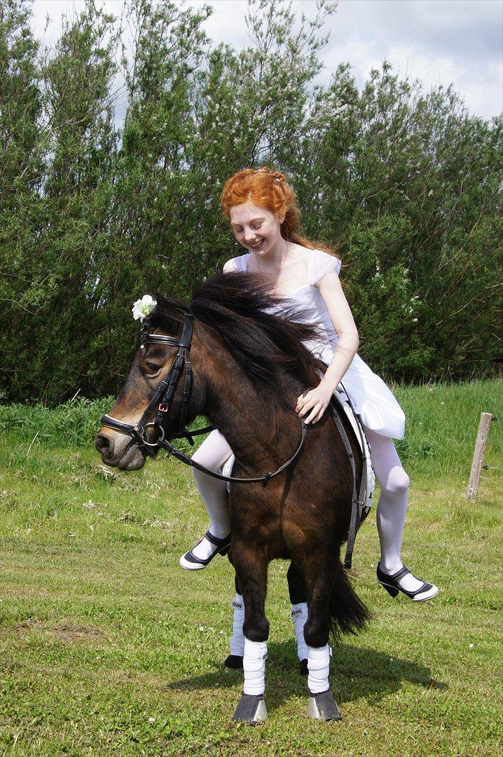Islænder Blanding |Solvang's Bello<3 [Miss you] - Elskede pony til min konfi :´-) <3 Det betød meget for mig at han var der! <3 billede 13