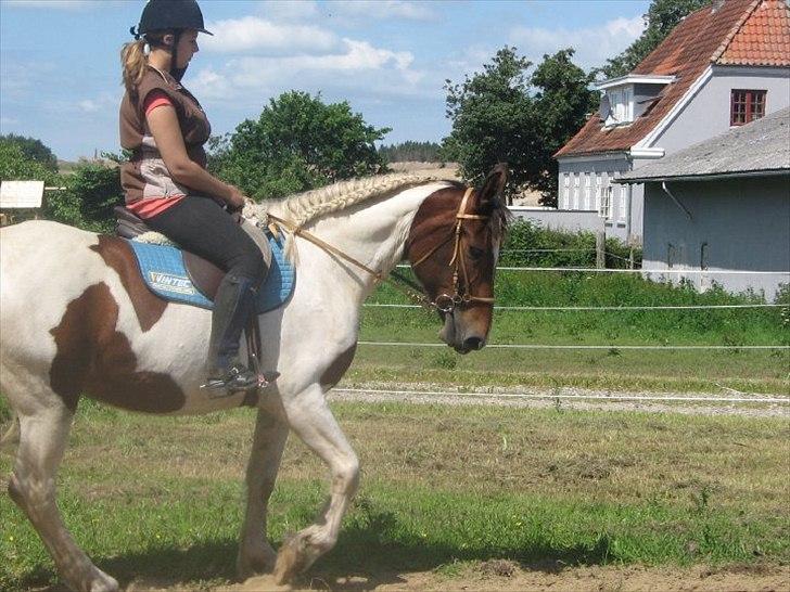 Pinto Sorenta billede 9