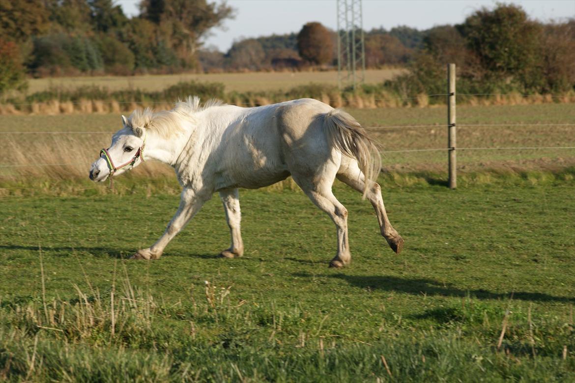 Welsh Pony (sec B)  l »Balou« billede 9