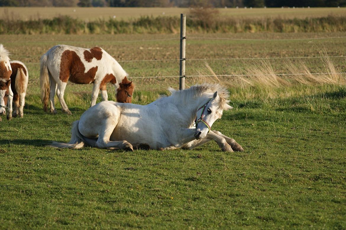 Welsh Pony (sec B)  l »Balou« billede 10