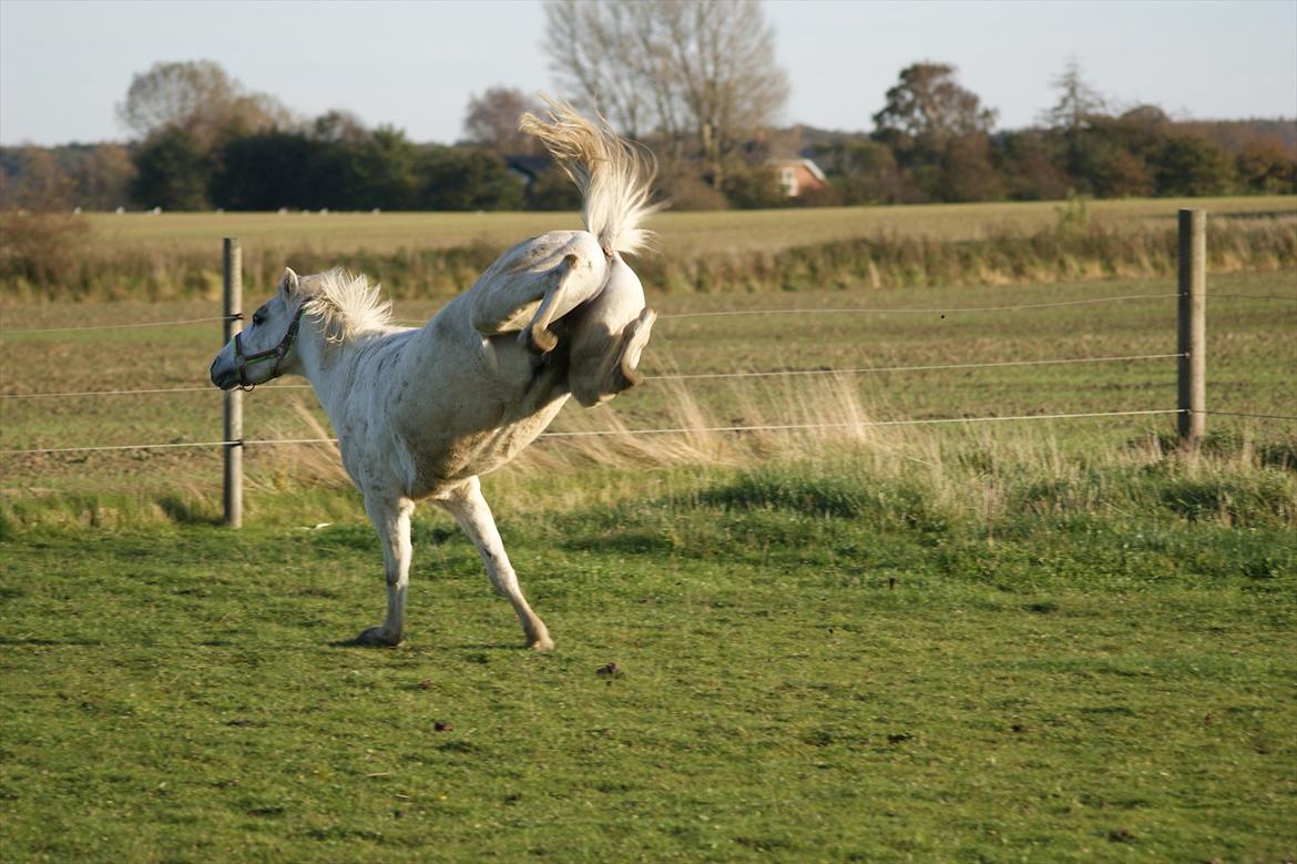 Welsh Pony (sec B)  l »Balou« billede 6