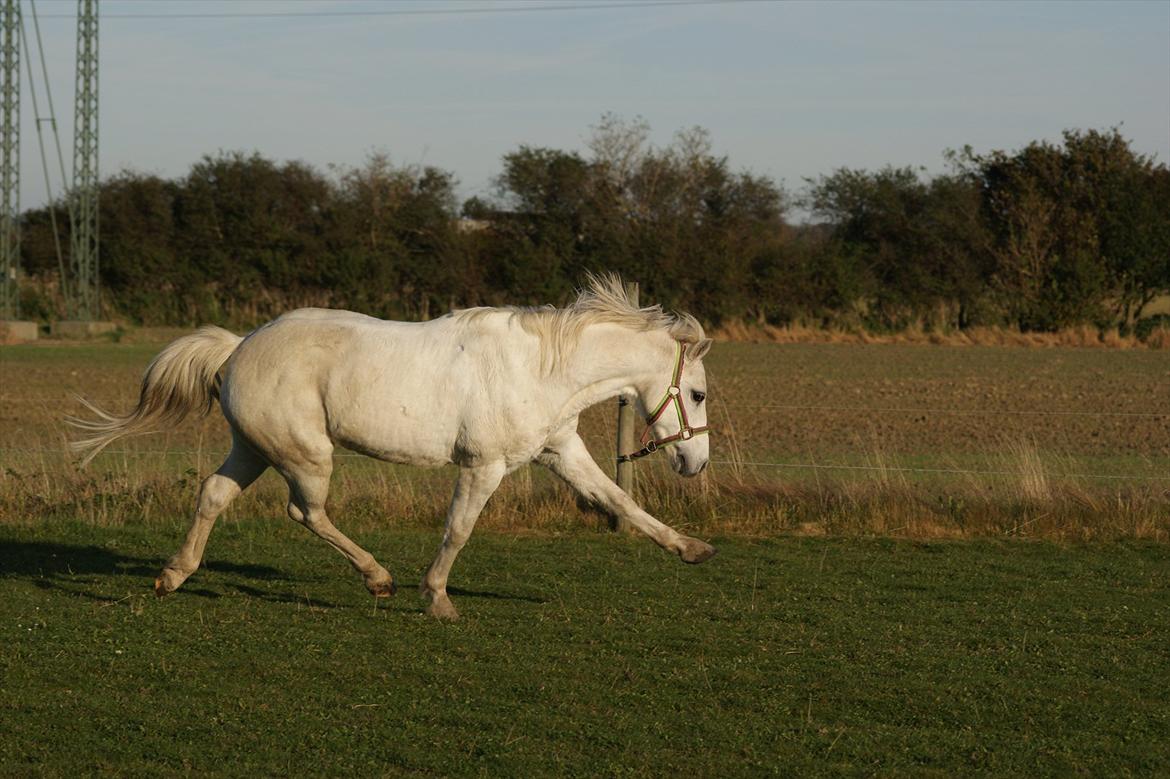 Welsh Pony (sec B)  l »Balou« billede 11