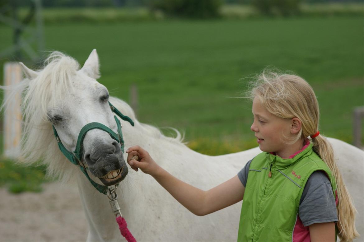 Welsh Pony (sec B)  l »Balou« billede 3