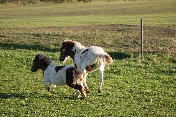 Pinto  l »Piilgaardens Limbo« billede 5
