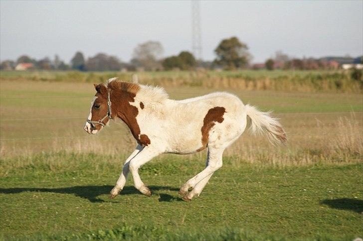 Pinto  l »Piilgaardens Limbo« billede 6