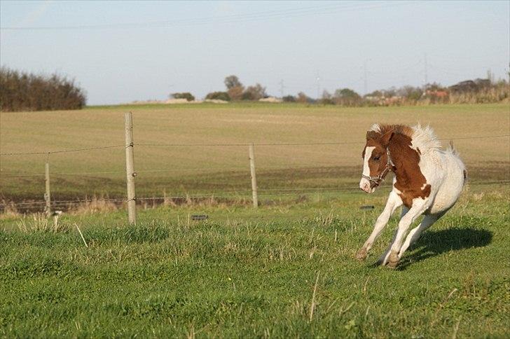 Pinto  l »Piilgaardens Limbo« billede 7