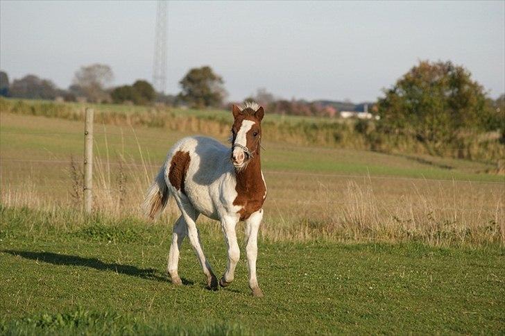 Pinto  l »Piilgaardens Limbo« billede 8