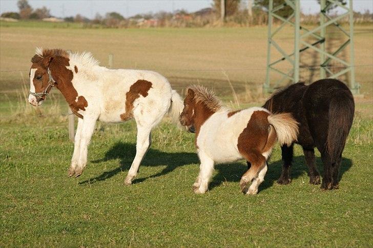 Pinto  l »Piilgaardens Limbo« billede 9