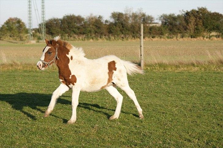 Pinto  l »Piilgaardens Limbo« billede 10
