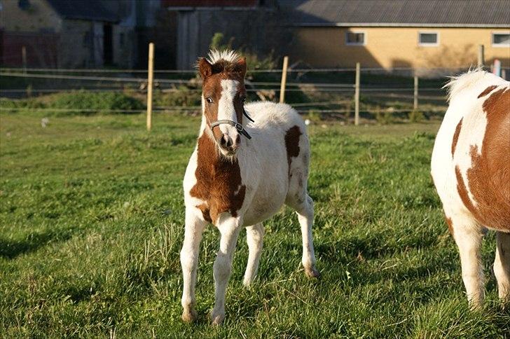 Pinto  l »Piilgaardens Limbo« billede 11