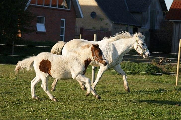 Pinto  l »Piilgaardens Limbo« billede 12