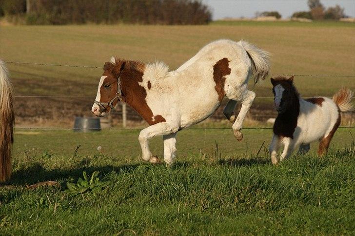 Pinto  l »Piilgaardens Limbo« billede 13