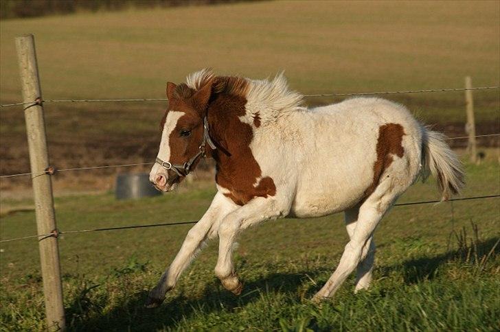 Pinto  l »Piilgaardens Limbo« billede 1