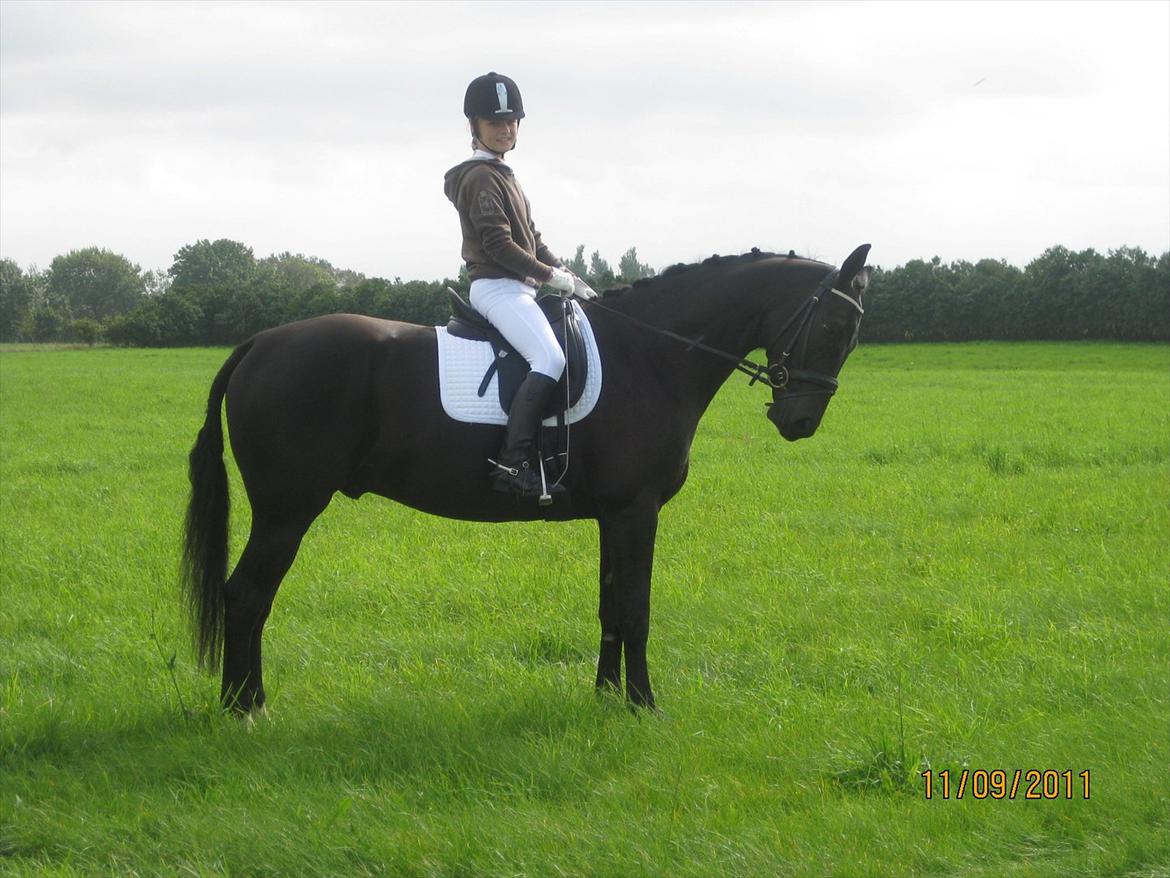 Dansk Varmblod San Diego V. billede 9