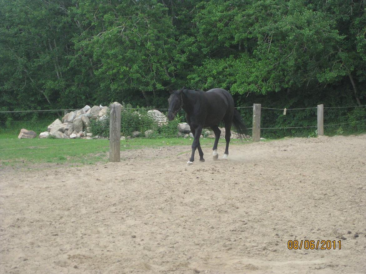 Dansk Varmblod San Diego V. billede 10